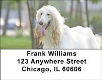 White Afghan Hounds Address Labels
