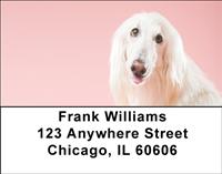 White Afghan Hounds Address Labels