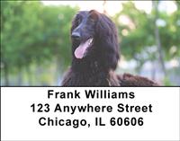 Black Afghan Hounds Address Labels