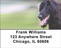 Black Afghan Hounds Address Labels