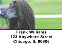Black Afghan Hounds Address Labels