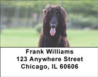 Black Afghan Hounds Address Labels