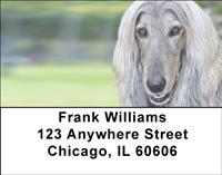 Grey Afghan Hounds Address Labels
