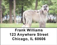Grey Afghan Hounds Address Labels