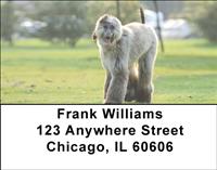 Grey Afghan Hounds Address Labels