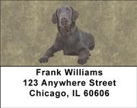 Flat-Coated Retrievers Address Labels