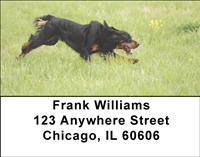Gordon Setters Address Labels