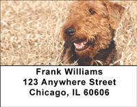 Welsh Terriers Address Labels