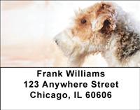 Wire Fox Terriers Address Labels