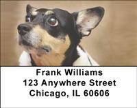 Toy Fox Terriers Address Labels