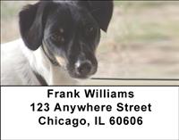 Toy Fox Terriers Address Labels