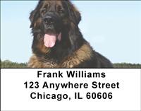 Leonbergers Address Labels