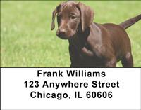 Pointer Puppies Address Labels