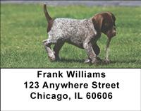 Pointer Puppies Address Labels