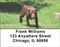 Pointer Puppies Address Labels
