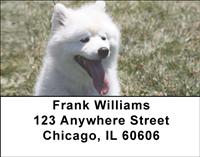 American Eskimo Dogs Address Labels