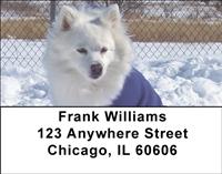 American Eskimo Dogs Address Labels