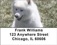 American Eskimo Dogs Address Labels