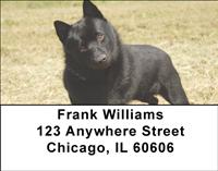 Schipperkes Address Labels