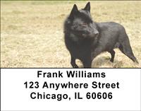 Schipperkes Address Labels