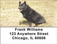 Schipperkes Address Labels