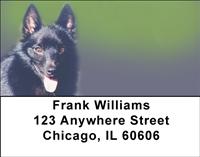 Schipperkes Address Labels