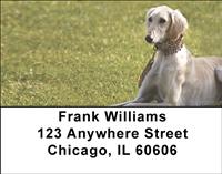 Salukis Address Labels
