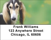 Salukis Address Labels