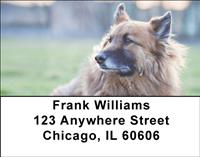 Belgian Sheepdogs Address Labels
