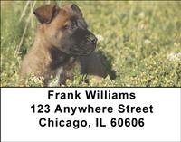 Belgian Sheepdog Puppies Address Labels