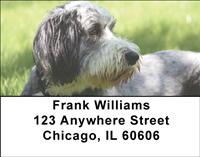 Bearded Collies Address Labels