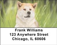 Cute Akitas Address Labels
