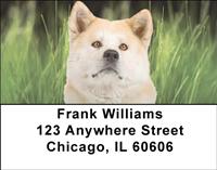 Cute Akitas Address Labels