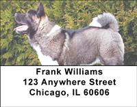 Cute Akitas Address Labels