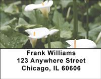Calla Lilies Address Labels