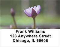 Water Lilies Address Labels