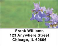 Blue Bearded Iris Address Labels