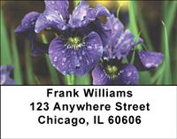 Blue Bearded Iris Address Labels