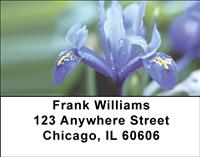 Blue Bearded Iris Address Labels