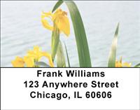 Yellow Iris Address Labels