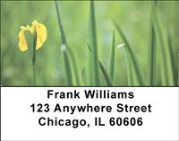 Yellow Iris Address Labels