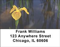 Yellow Iris Address Labels