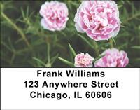 Pink Carnations Address Labels