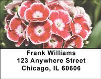 Red Carnations Address Labels