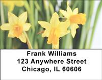 Yellow Daffodils Address Labels