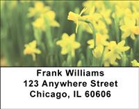 Yellow Daffodils Address Labels