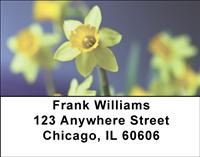 Yellow Daffodils Address Labels