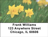 Yellow Daffodils Address Labels