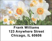 White Daffodils Address Labels