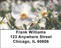 White Daffodils Address Labels